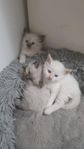 kattungar 