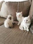 Kattungar - 2 månader gammal