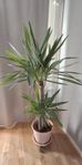 Palm