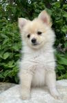 Leveransklara Sheltie tjejer