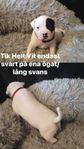 (Kan Levereras Till Er ) American Bully/Amstaff  Valpar 