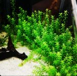 Pearlweed, Hemianthus micranthemoides