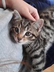 Gosigaste kattungen