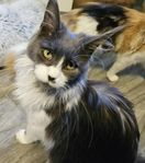 kattungar Maine Coon