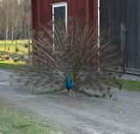 Påfågel ägg