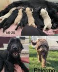 valpar Labradoodle genF2