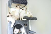 Ragdoll Kattungar 4 hanar 3 honor Leveransklara