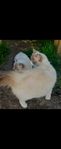Ragdolls omplacering