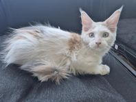Maine Coon kattungar med Stamtavla