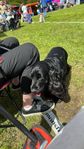 eng cockerspaniel