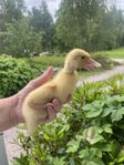 Mignon dvärganka vit