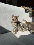 Bengal kattungar