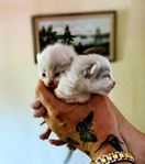 Ragdollbebisar