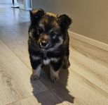 Flyttklar valp Finsk lapphund 