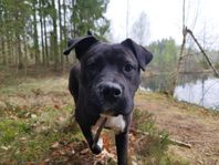 American Bully XL - 9 monads