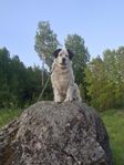 Alabai Hund