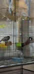 Bulbul