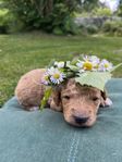 labradoodle Medium