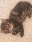 kattunge 