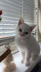 katt