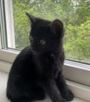 Kattunge!