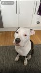 American Bully