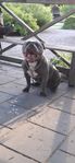 American bully