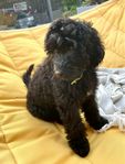 Labradoodle 