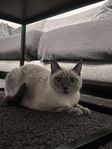 Ragdoll