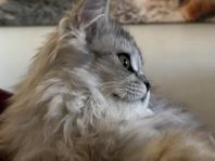 Katt