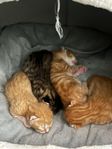 kattungar