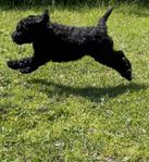 leverensklar valp Goldendoodle med lite flatte