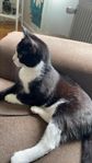 Hankatt 7 månader! priset står i annonsen