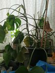 Växter monstera