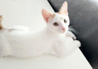 kattunge "Leo" hane 