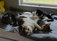 Kattfamilj på fyra söker boende!
