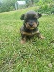 chihuahua/papillon valpar