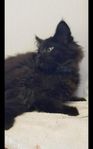 Maffig Maine coon kille