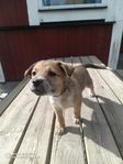 Cattle dog mix valpar