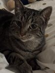Sixten 3 år