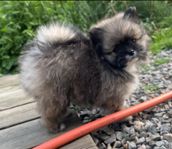 Pomchi, Chihuahua, Pomeranian, Pomchivalp 