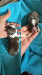 Sprollie (springer spaniel/border collie-Aussie