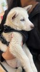Siberian husky l