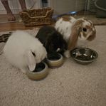3 fina kaniner 