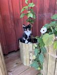 kattungar