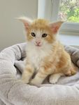 Norska skogkattungar med stamtavla
