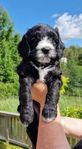 Bernedoodle valpar