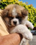 Akita Inu tikvalp, långhårig