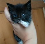 Mysig kattunge