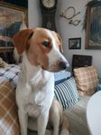Gårdshund tik 1 år